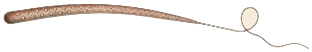 Plate: Greater Argonaut, 4.1 cm