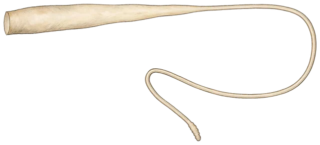 Plate: Slender Banana Slug, 8.5 cm
