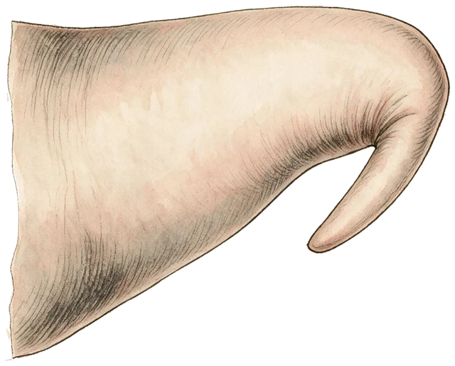 Plate: Common bottlenose dolphin, 12.1 cm