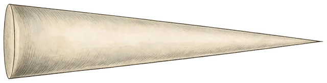 Plate: Penis-fencing Flatworm, 0.13 mm