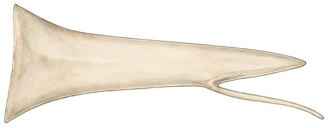 Plate: Guppy, 3.8 mm
