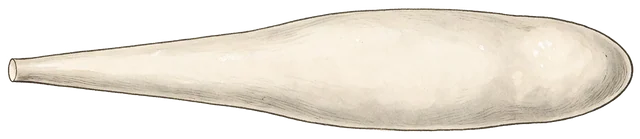 Plate: Leopard Slug, 4.1 cm