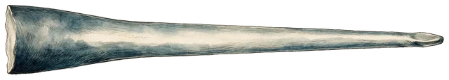 Plate: North Pacific Right Whale, 2.33 m