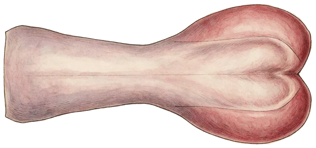 Plate: Serotine Bat, 1.6 cm