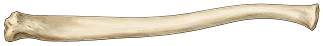 Plate: Pacific walrus (baculum), 55.9 cm