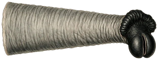 Plate: Western gorilla, 7 cm